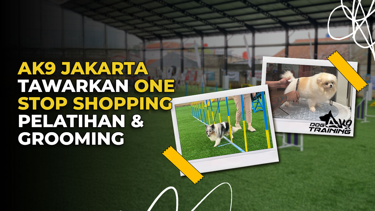 AK9 Dog Training Hadir di Jakarta dengan Fasilitas Lebih Lengkap